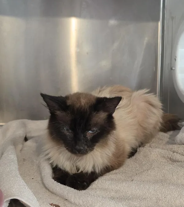 A young medium-sized male Domestic Short Hair cat named Jesse for adoption in Cleveland, TN