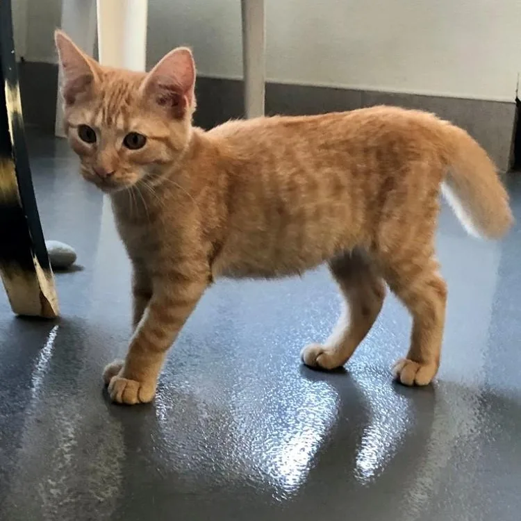 A baby large-sized male Orange / Red Domestic Short Hair cat named Cooper for adoption in Lodi, CA