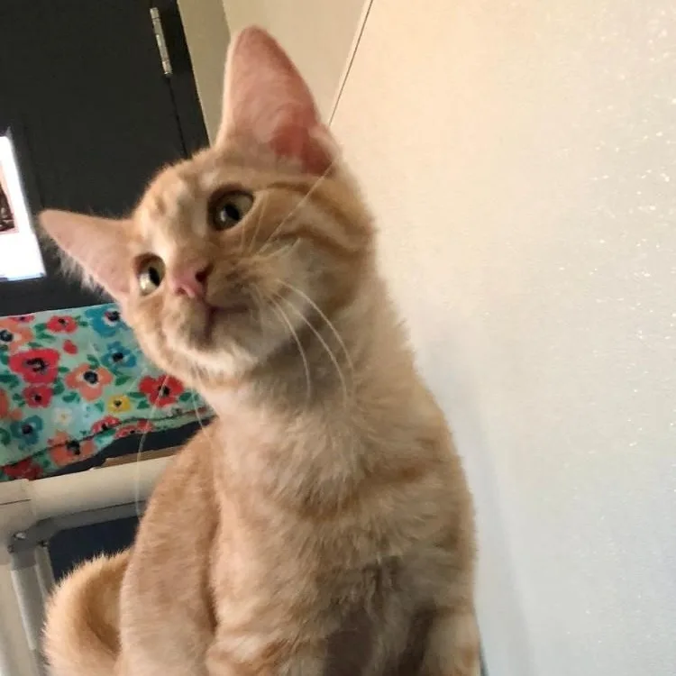 Cooper thumbnail 5