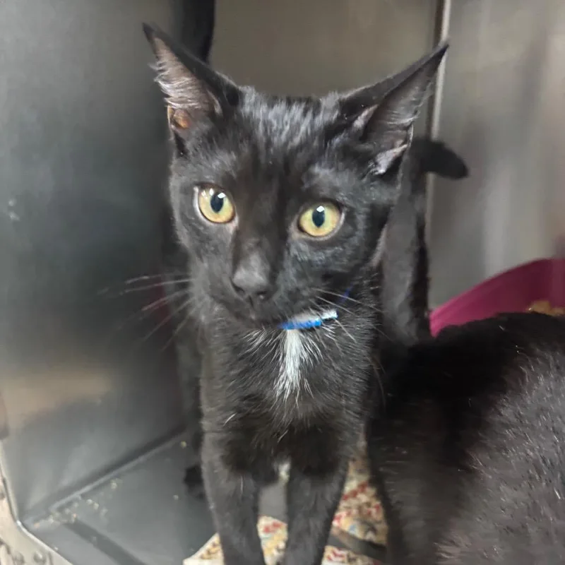 A baby medium-sized male Black Domestic Short Hair cat named Snoop Catt for adoption in Lakeland, FL
