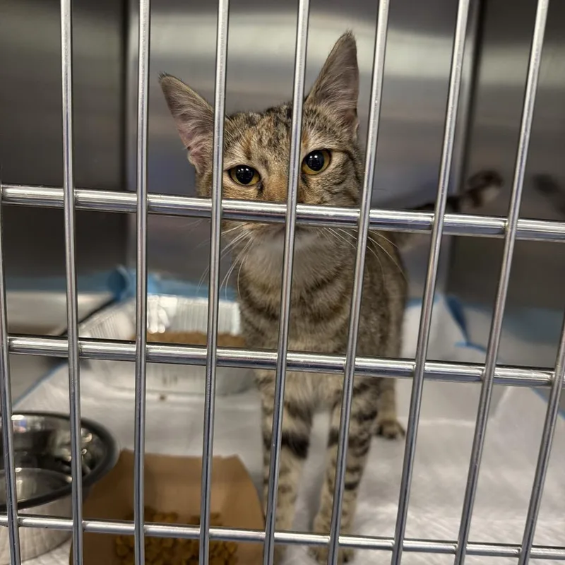 A baby small-sized female Brown / Chocolate Domestic Short Hair cat named Jazzy for adoption in Greensboro, NC
