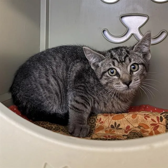A baby small-sized male Domestic Short Hair cat named Mole for adoption in Camarillo, CA