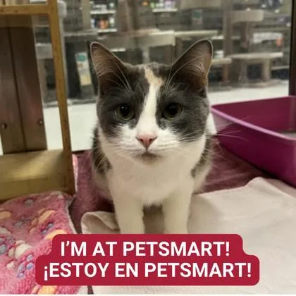 Ms. Mewgician thumbnail 2