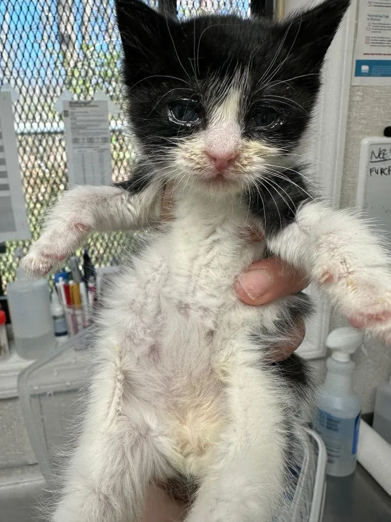 A baby medium-sized male Domestic Short Hair cat named Phantom for adoption in Pomona, NY