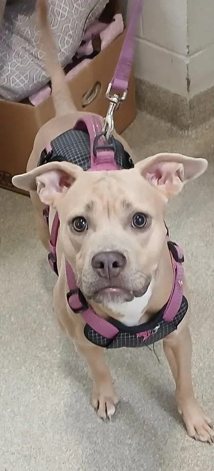 An adult medium-sized female Mixed Breed dog named Chloe for adoption in Cincinnati, OH