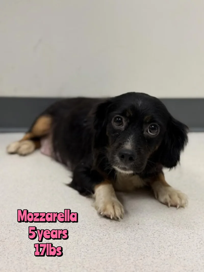 An adult small-sized female Mixed Breed dog named Mozzarella for adoption in Holbrook, NY