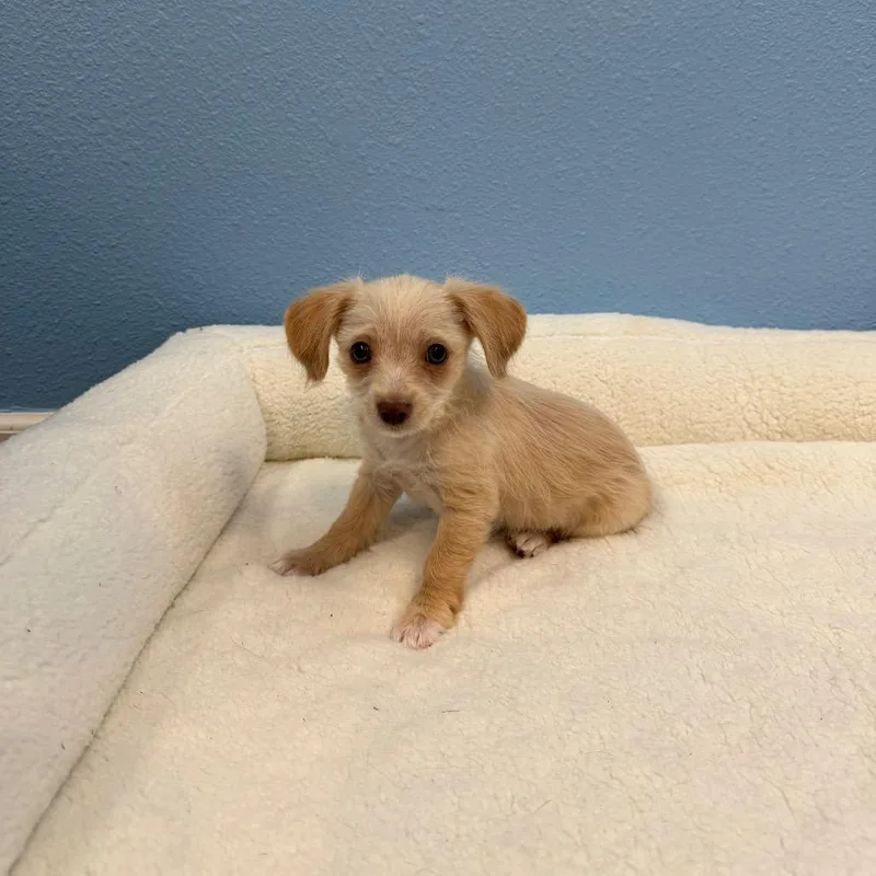 A baby small-sized male Yellow / Tan / Blond / Fawn Terrier dog named Ken for adoption in Fresno, CA