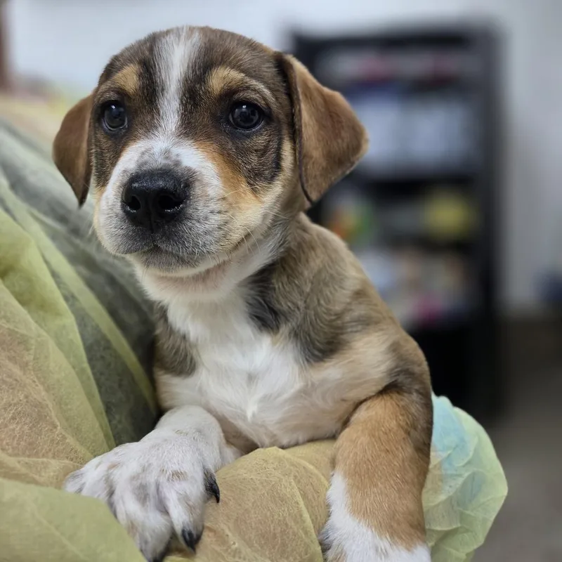 A baby small-sized male Yellow / Tan / Blond / Fawn Dachshund dog named Gamma for adoption in Incline Village, NV