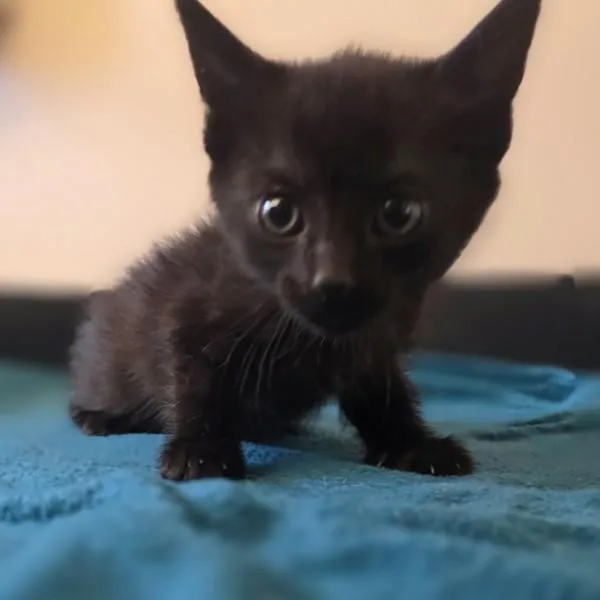 A baby small-sized female Domestic Short Hair cat named Oak for adoption in Oakland, CA