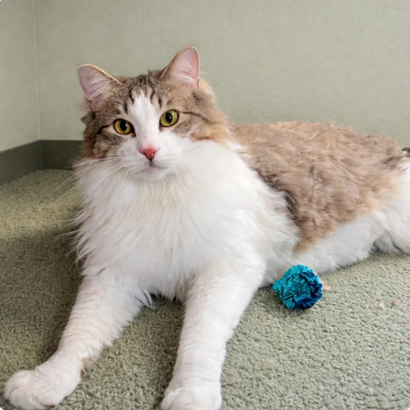 An adult small-sized male Brown / Chocolate Domestic Medium Hair cat named Sprocket for adoption in Hemet, CA
