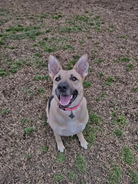 An adult large-sized female Shepherd dog named Mommas for adoption in Kennewick, WA