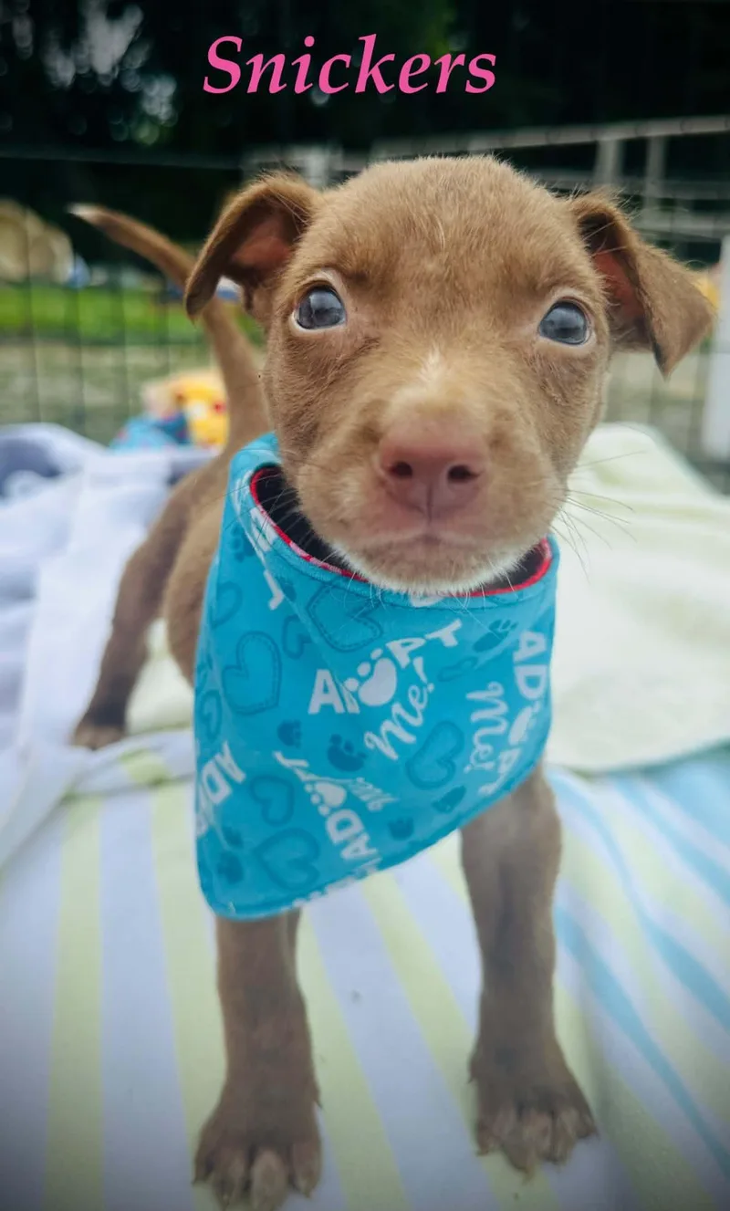 A baby medium-sized female Brown / Chocolate Husky dog named Snickers Mini for adoption in Andover, MA