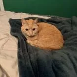An adult medium-sized female Orange & White Domestic Short Hair cat named Saffie for adoption in Hilliard, OH