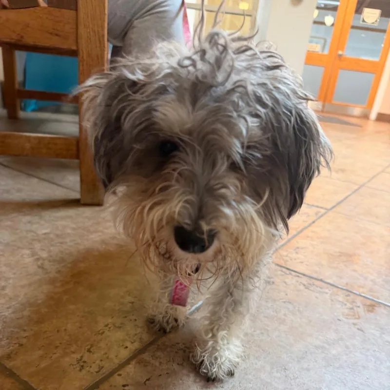 A young small-sized female Gray / Blue / Silver Miniature Schnauzer dog named Abby for adoption in Perkiomenville, PA
