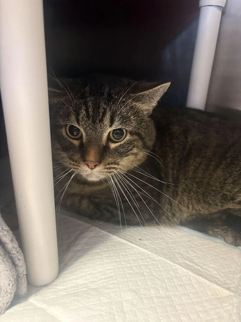 An adult medium-sized male Tabby (Brown / Chocolate) Domestic Short Hair cat named Nacho Grande for adoption in Cincinnati, OH