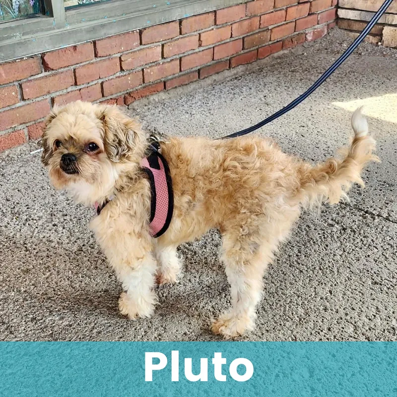 Pluto thumbnail 6