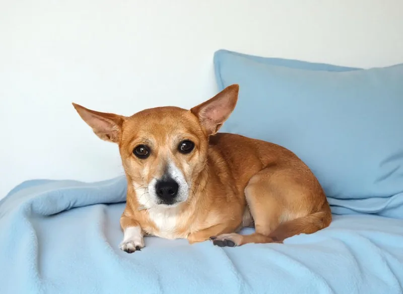 An adult small-sized male Chihuahua dog named Pancakes for adoption in Pasadena, CA