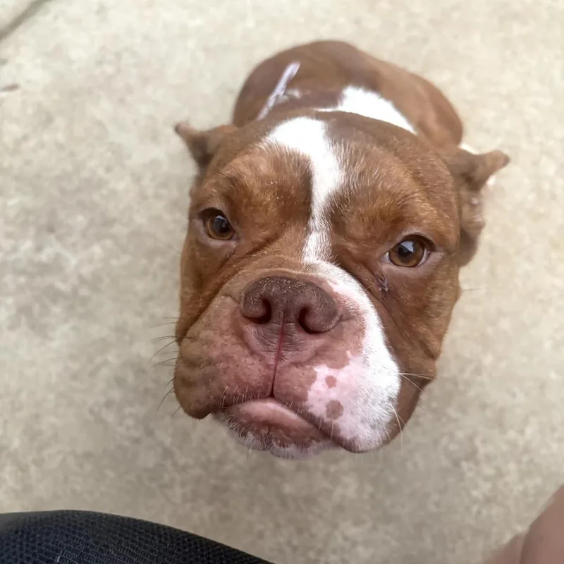 A young medium-sized female Brown / Chocolate English Bulldog dog named Gummy for adoption in Wake Forest, NC