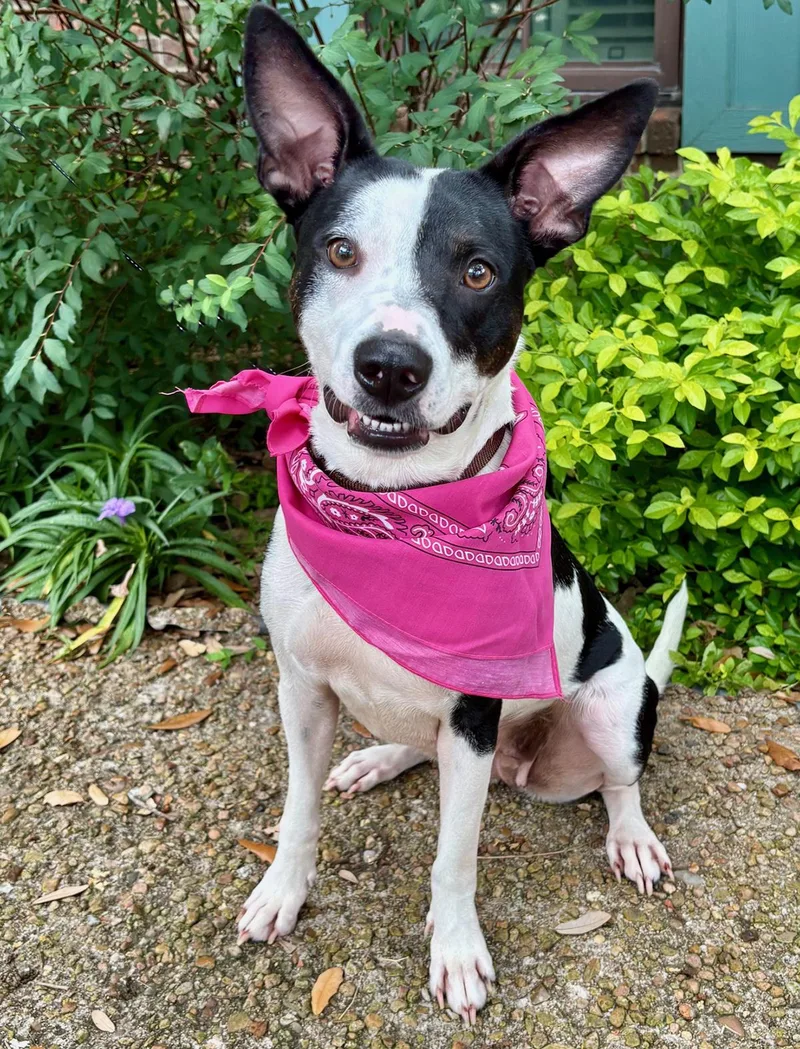 An adult medium-sized female Harlequin Terrier dog named Luna Moo  Lovebug for adoption in Cypress, TX