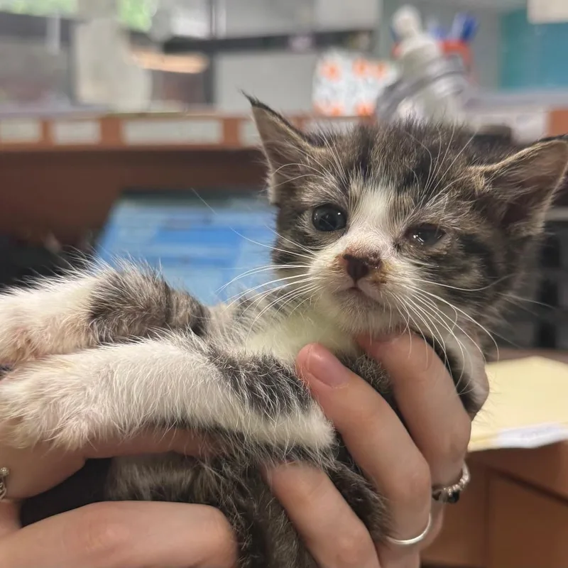 A baby small-sized male Domestic Short Hair cat named Beeper for adoption in Beckley, WV
