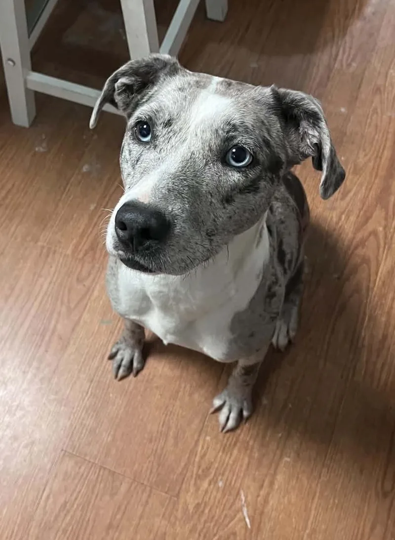 Pepper