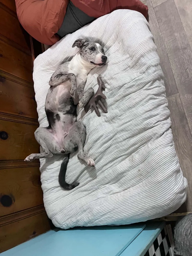 Pepper thumbnail 2