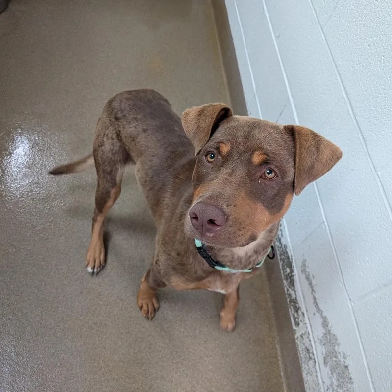 A young medium-sized male Brown / Chocolate Shepherd dog named Juneau for adoption in Novelty, OH
