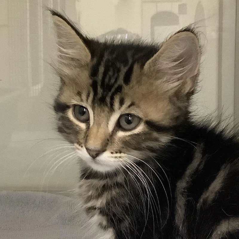 A baby small-sized male Brown / Chocolate Domestic Short Hair cat named Bandit for adoption in Redwood City, CA