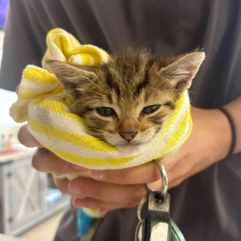 A baby small-sized male Brown / Chocolate Domestic Short Hair cat named M&m for adoption in Rocky Mount, VA