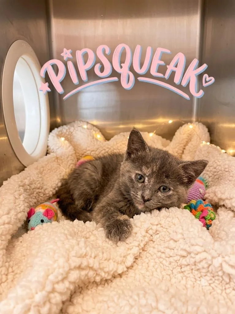 A baby medium-sized female Domestic Short Hair cat named Pipsqueak for adoption in Heber City, UT