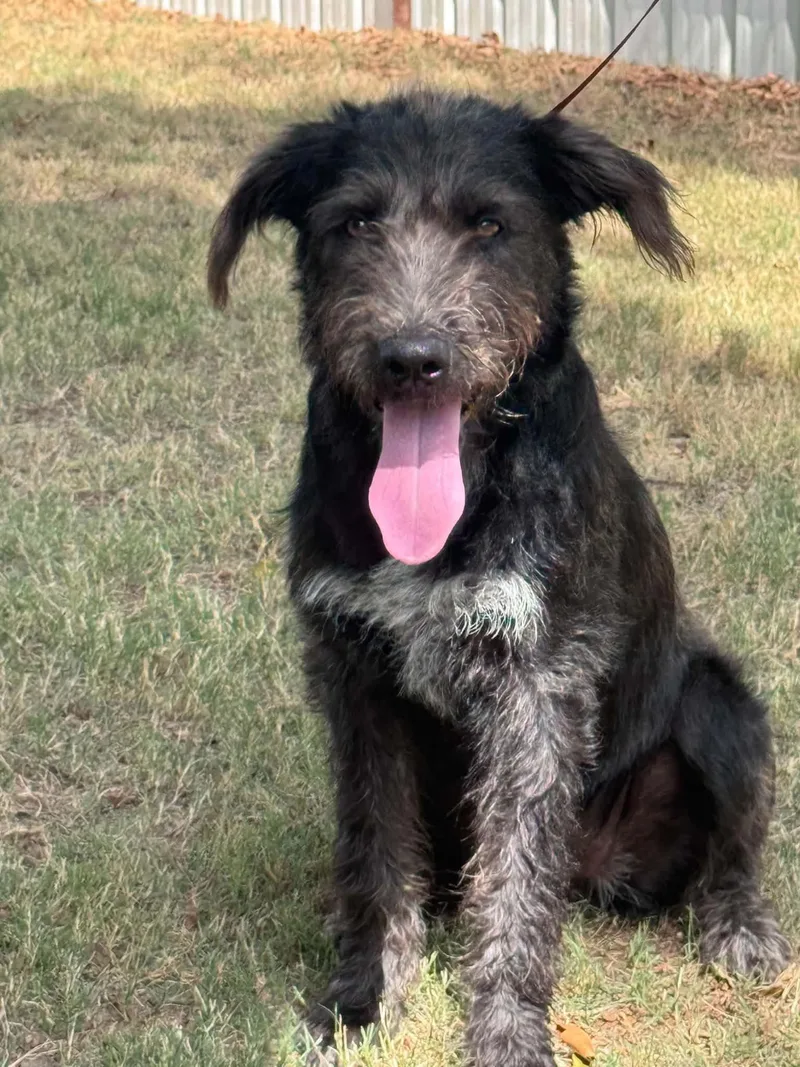 A young medium-sized female Gray / Blue / Silver Mixed Breed dog named Shadow for adoption in Mingus, TX