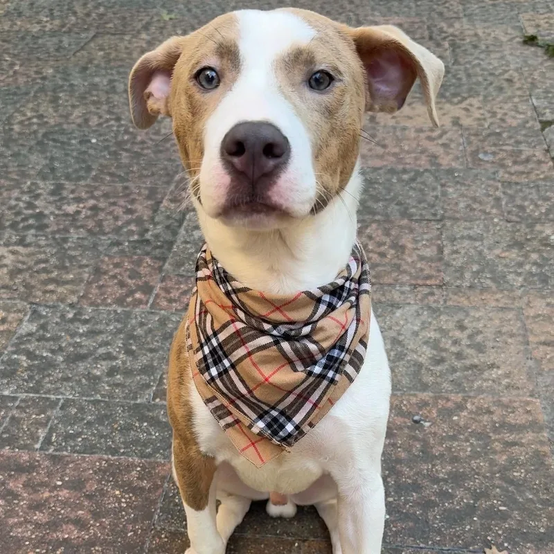 A baby medium-sized male Apricot / Beige Mixed Breed dog named Charlie for adoption in Houston, TX