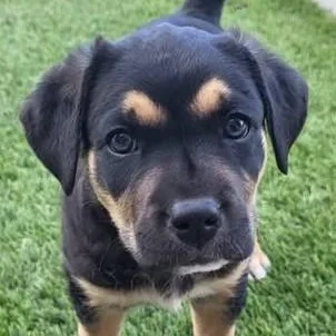 A baby medium-sized male Mixed Breed dog named Colt for adoption in Chino valley, AZ