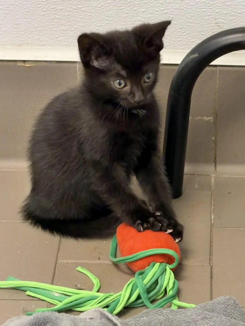 A baby small-sized female Black Domestic Short Hair cat named Bean of the Three for adoption in Nanuet, NY