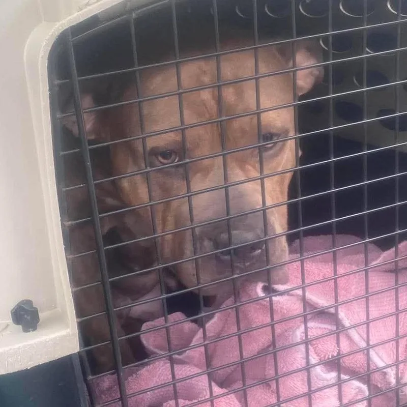 An adult large-sized female Brindle Mixed Breed dog named Skye for adoption in Huntington, WV
