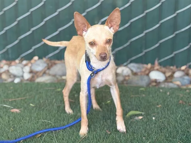A young small-sized female Chihuahua dog named Tini for adoption in Antioch, CA