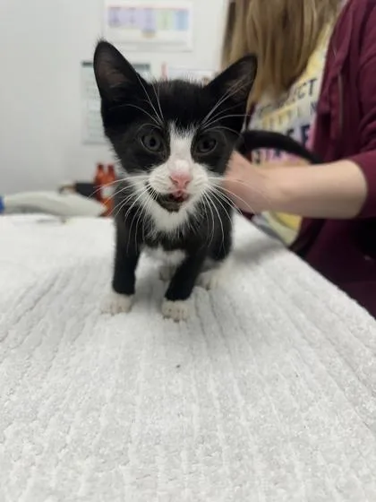 A baby small-sized female Black Domestic Short Hair cat named Glip for adoption in Kansas City, MO