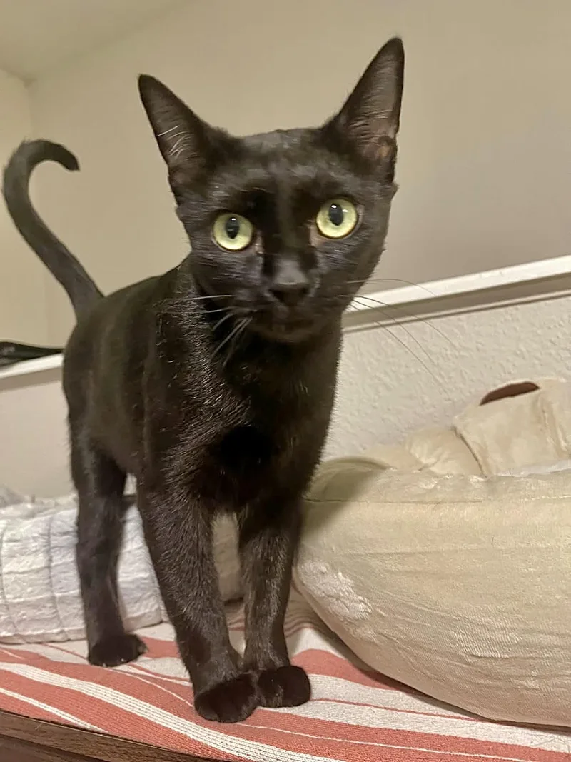 A young medium-sized female Bombay cat named Umi for adoption in Houston, TX