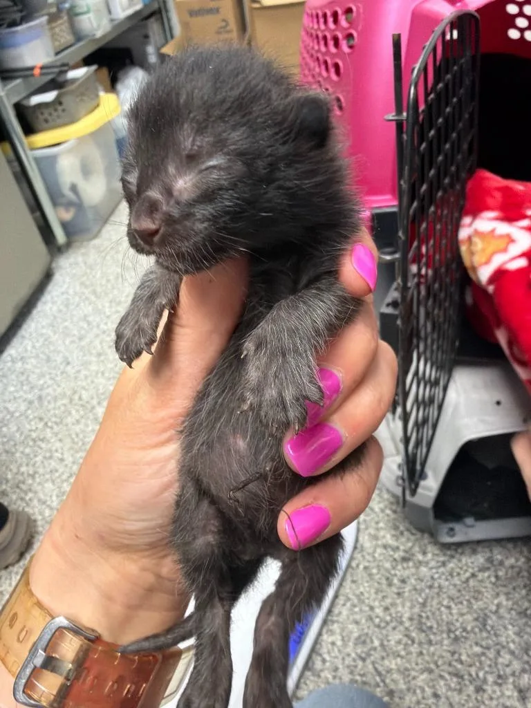 A baby medium-sized male Domestic Short Hair cat named Hank Williams for adoption in Pomona, NY
