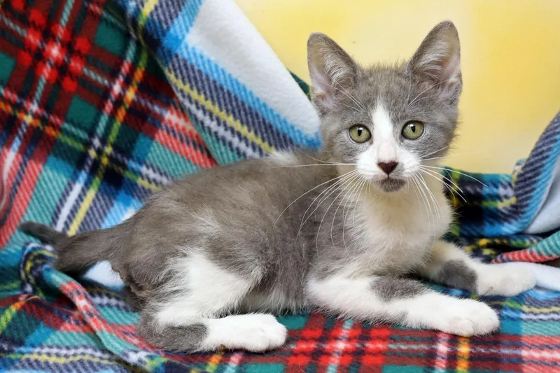A baby medium-sized male Gray & White Domestic Short Hair cat named Tikka for adoption in Tierra Verde, FL