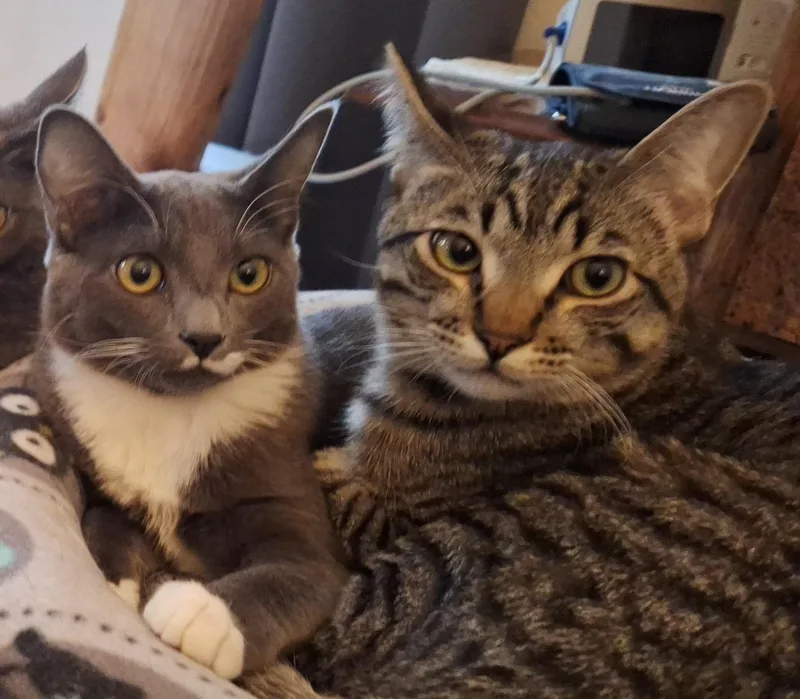 A young medium-sized male Tabby (Brown / Chocolate) Domestic Short Hair cat named Chipmunk and Haze for adoption in Seattle, WA