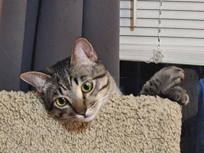 Chipmunk and Haze thumbnail 2