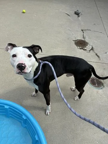 A young medium-sized male Pit Bull Terrier dog named Sid for adoption in Dayton, OH