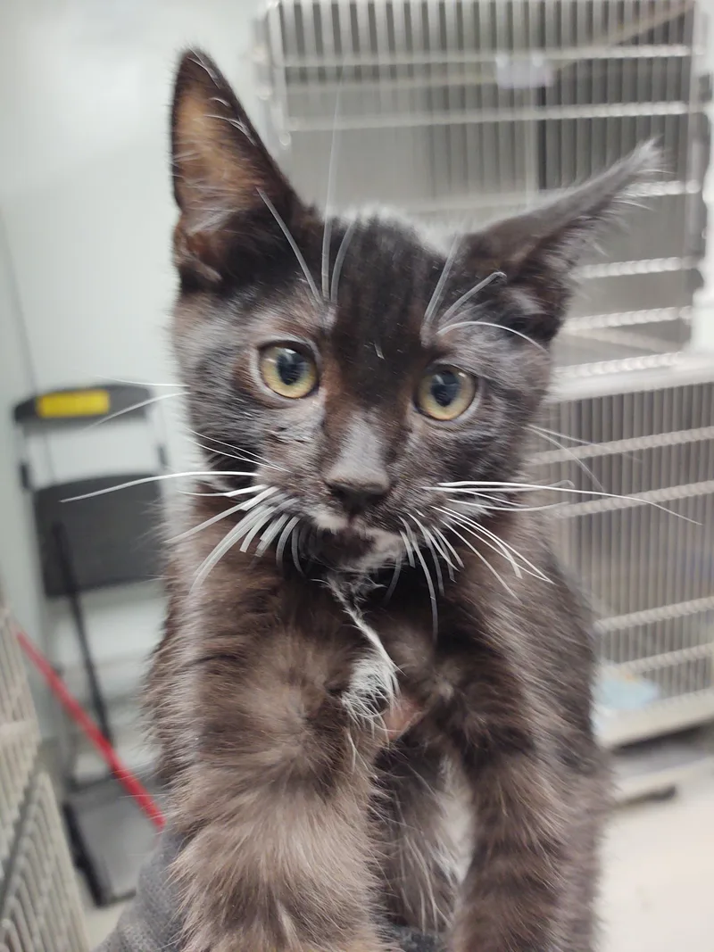 A baby small-sized male Domestic Short Hair cat named Aries for adoption in Chico, CA