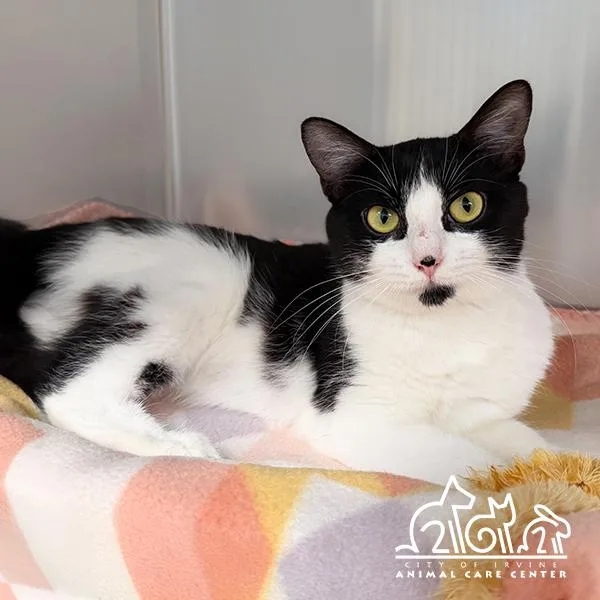 A young large-sized female Domestic Short Hair cat named Pringle for adoption in Irvine, CA