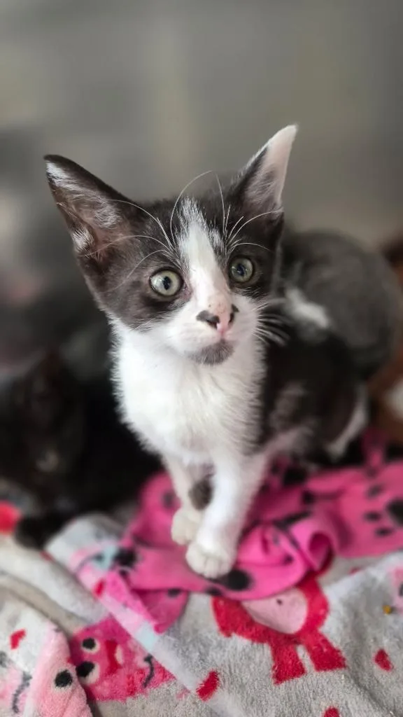 A baby medium-sized male Domestic Short Hair cat named Jojo for adoption in Portland, IN