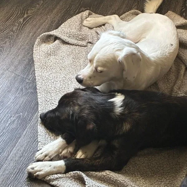 Jessie and Jasper