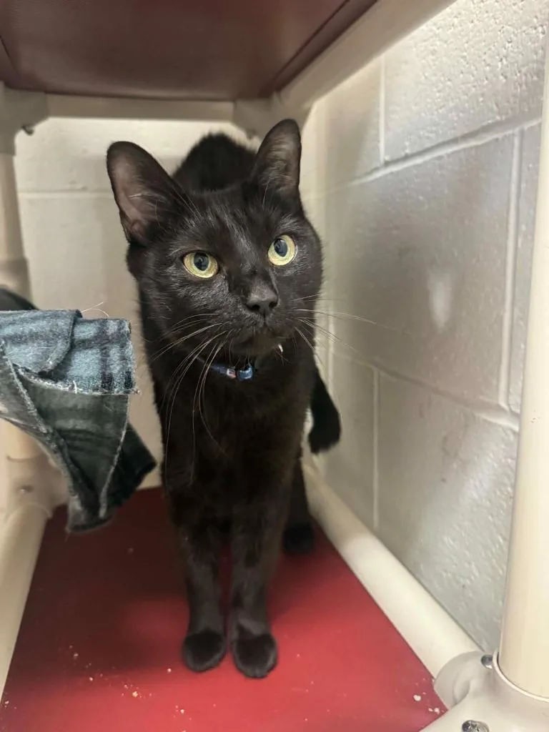 A young medium-sized female Domestic Short Hair cat named Itzy for adoption in Marion, OH