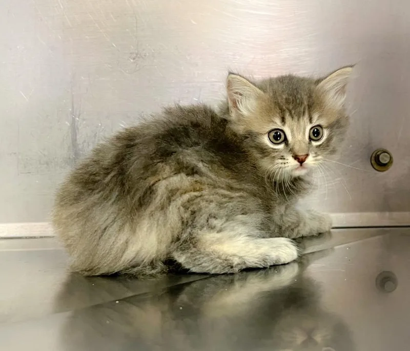 A baby small-sized female Domestic Long Hair cat named Amber for adoption in Murray, KY
