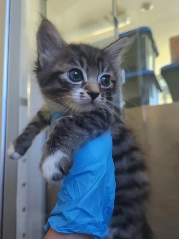A baby small-sized female Domestic Short Hair cat named Tonya for adoption in Kennewick, WA
